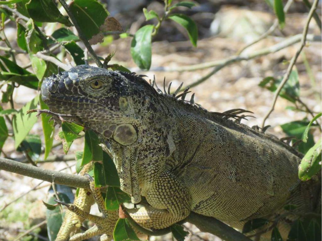 $!Varias especies de reptiles también habitan en las pequeñas islas.