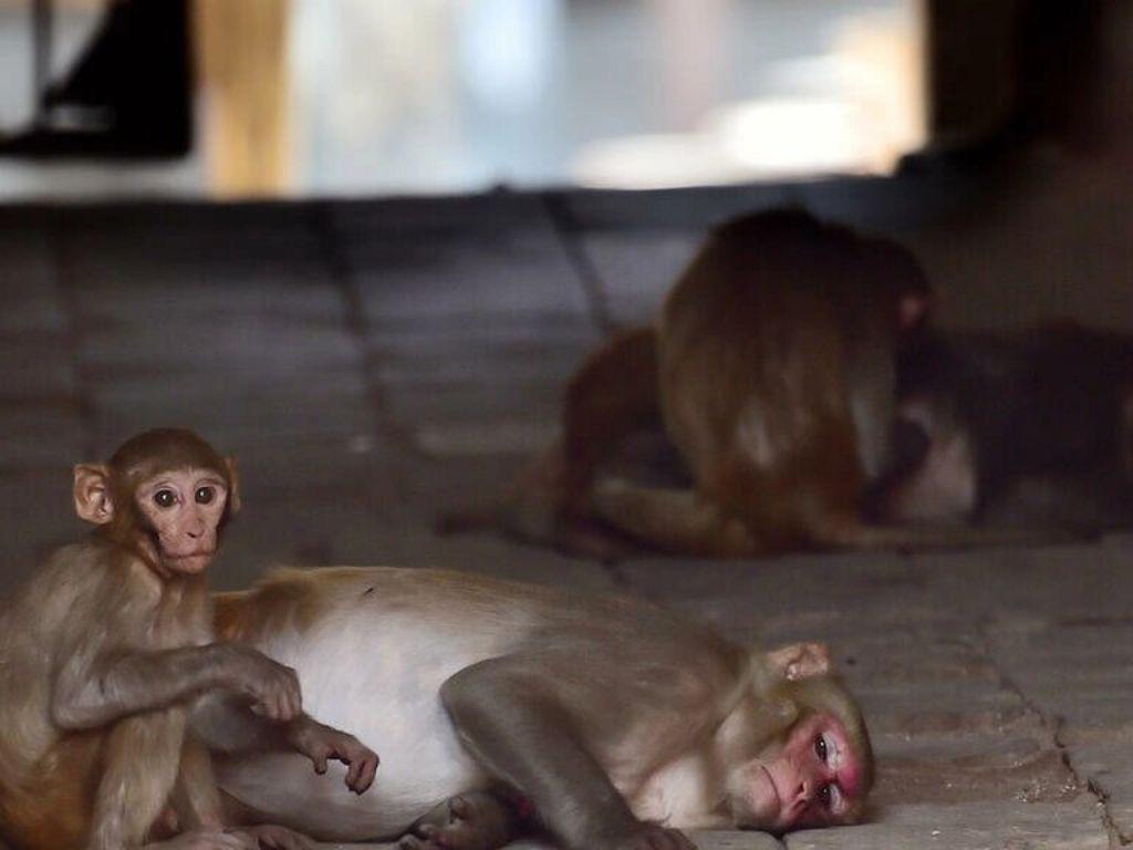 OMS denuncia ataques contra monos en Brasil por temor a viruela del mono