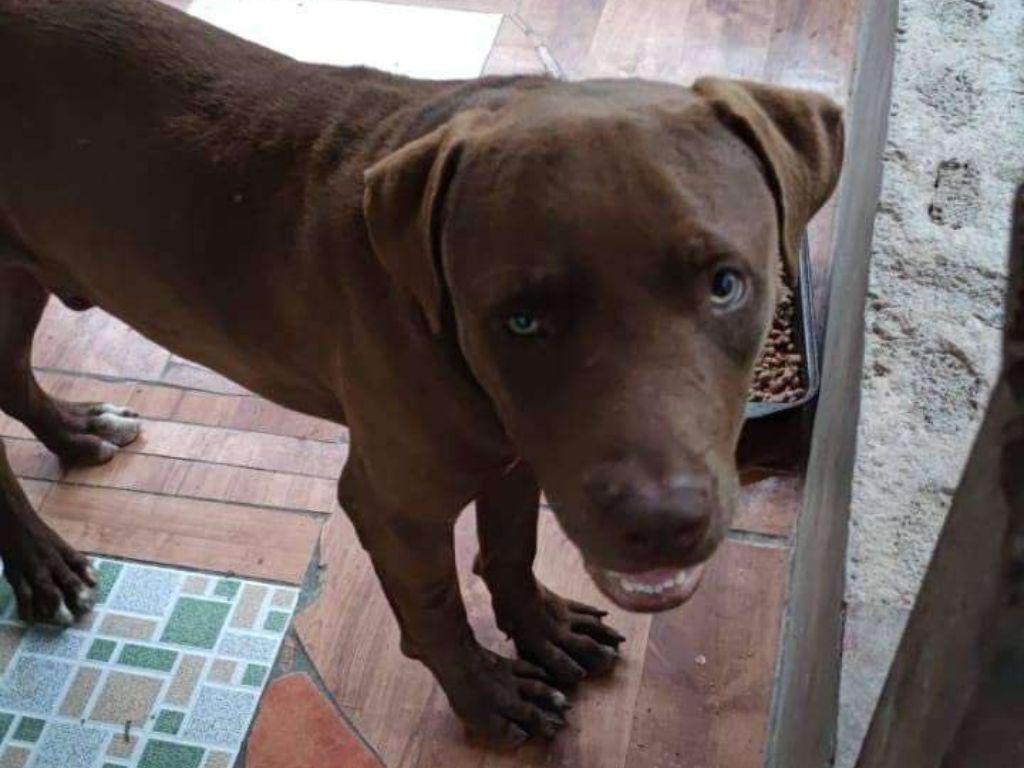 Caso de Nahomy Argueta: Odontólogo forense del Ministerio Público analizará autopsia