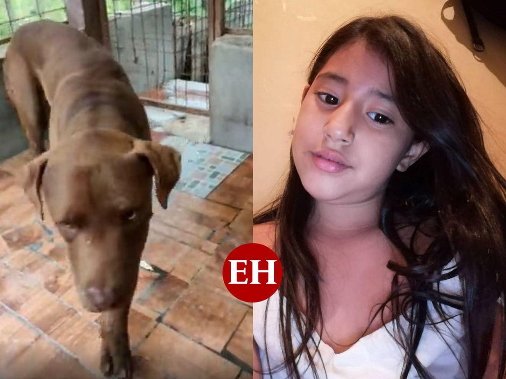 Había otra perra pitbull en la casa de Nahomy Argueta el día del ataque
