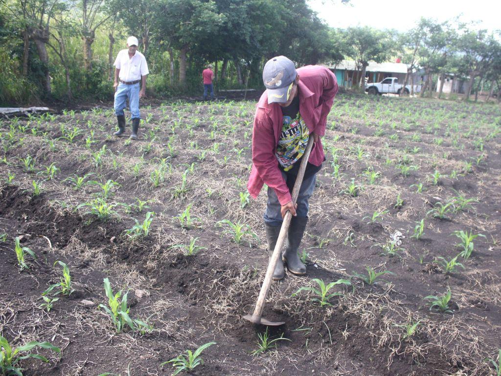 Más de 135 mil mujeres en Honduras trabajan en actividades agrícolas