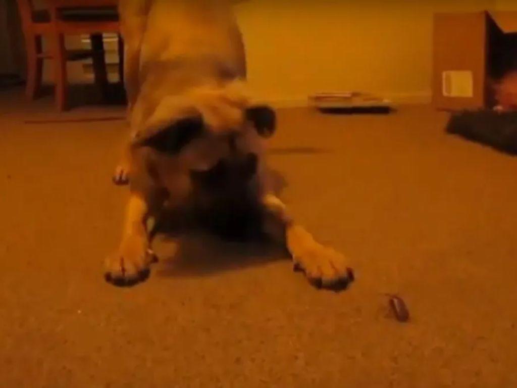 ¿Qué hago si mi mascota se comió una cucaracha?