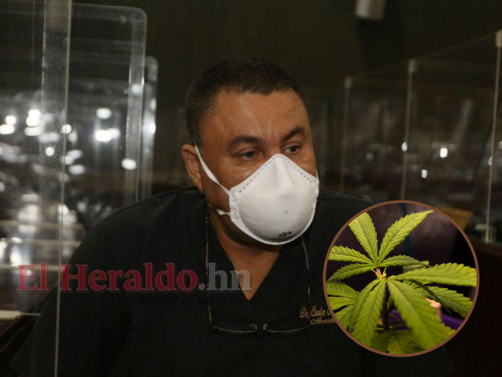 Carlos Umaña sobre legalización del cannabis: “Es muy útil cuando es correctamente usada”