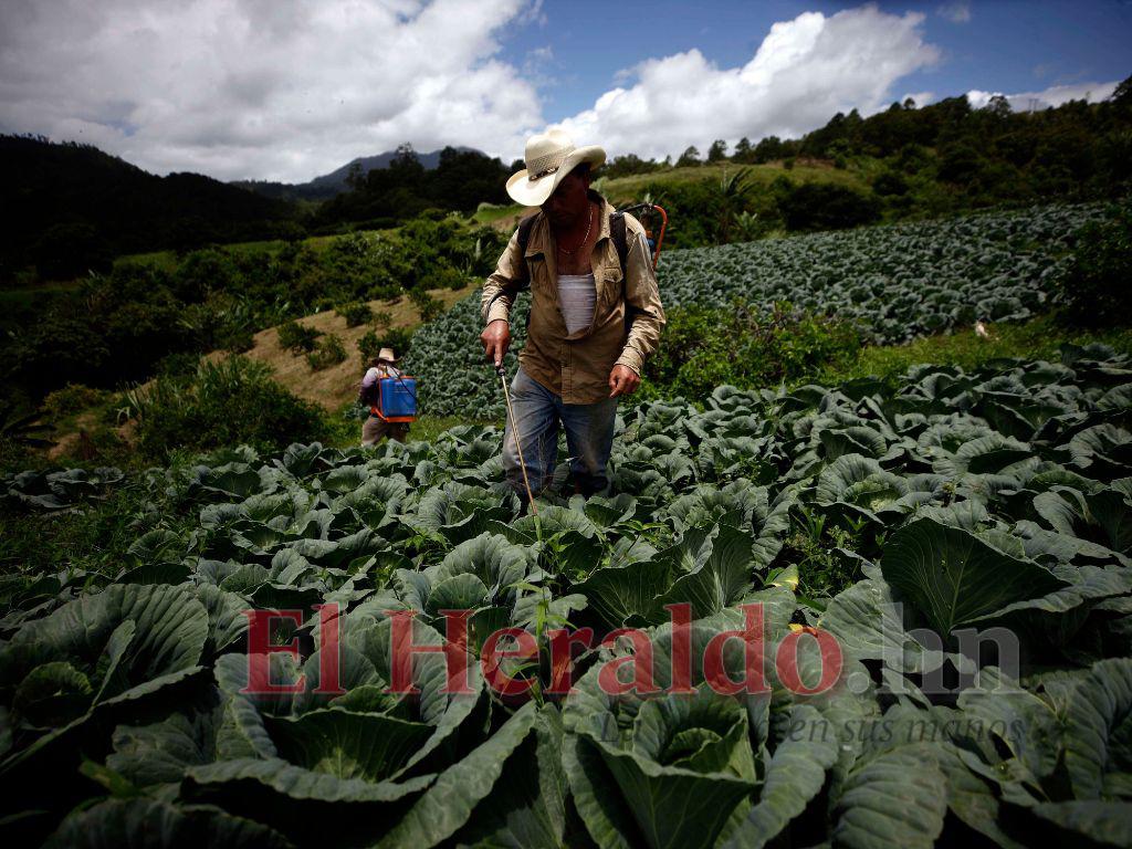Hay buena producción de hortalizas a pesar de alto costo de fertilizantes