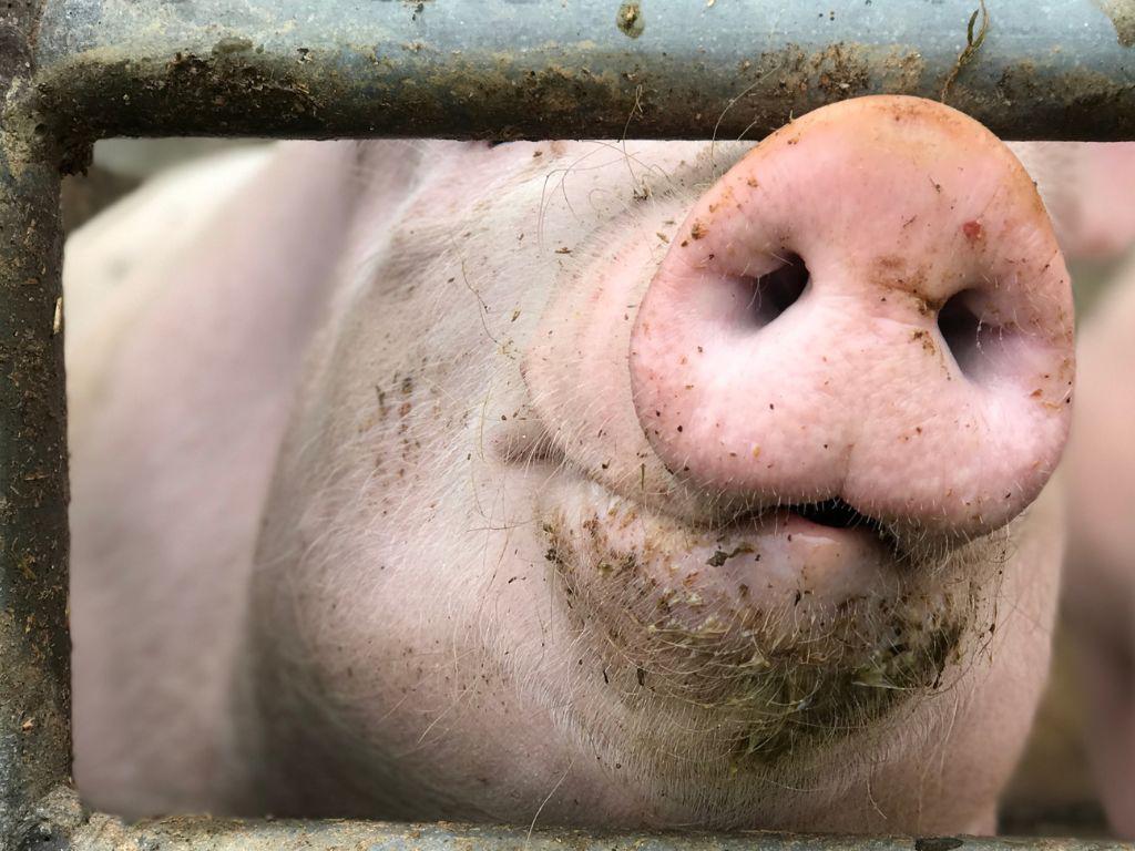 Científicos “reviven” células y órganos de cerdos muertos