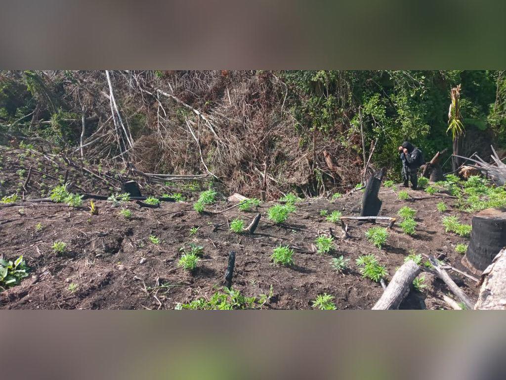 Aseguran sembradío con más de 50 mil plantas de marihuana en Colón