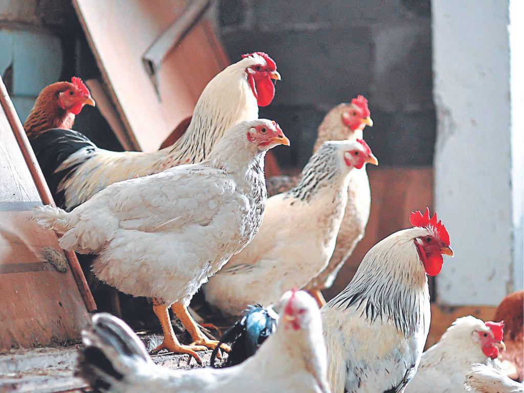 Artículo de Octavio Carvajal: ¡Cambio de gallinero!