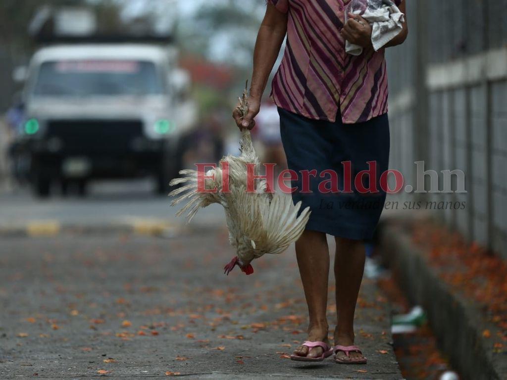 Por reclamar el robo de unos pollos habrían matado a mujer en Olancho