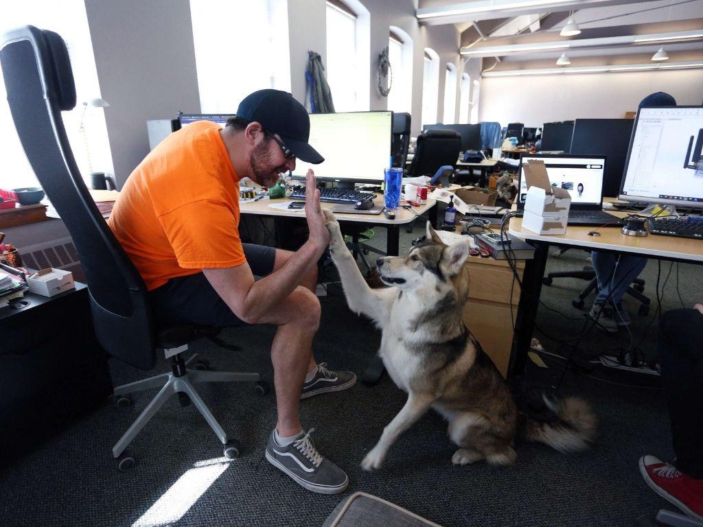 ¿Perros en el trabajo con sus dueños?