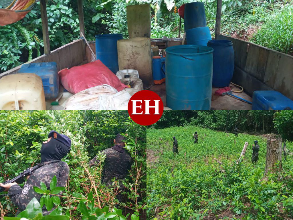 Aseguran varias plantaciones de droga y narcolaboratorios en comunidades de Colón