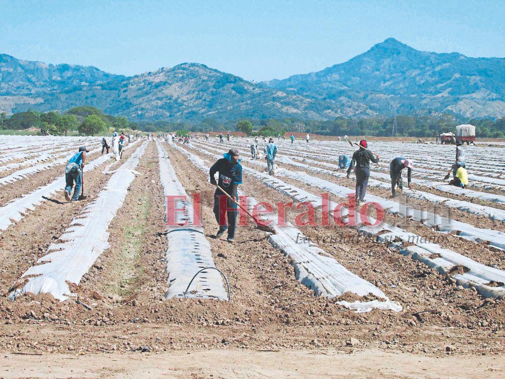 Sector privado de Honduras ocupa 82% de los asalariados