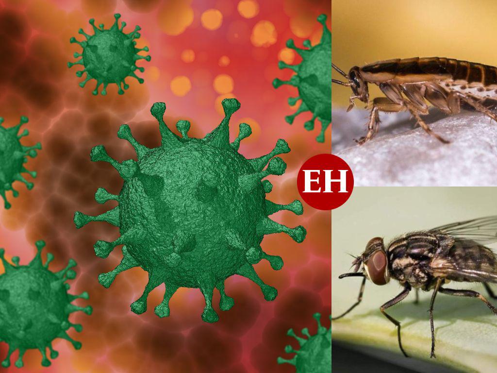 ¿Pueden las moscas y las cucarachas transmitir covid-19? Esto revela un estudio