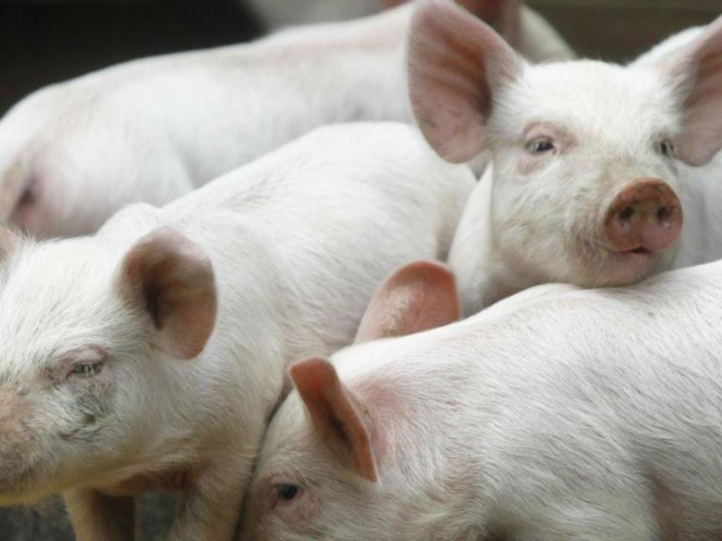 Alcalde Daniel Quintero propone regalar un cerdo en Navidad y le llueven críticas