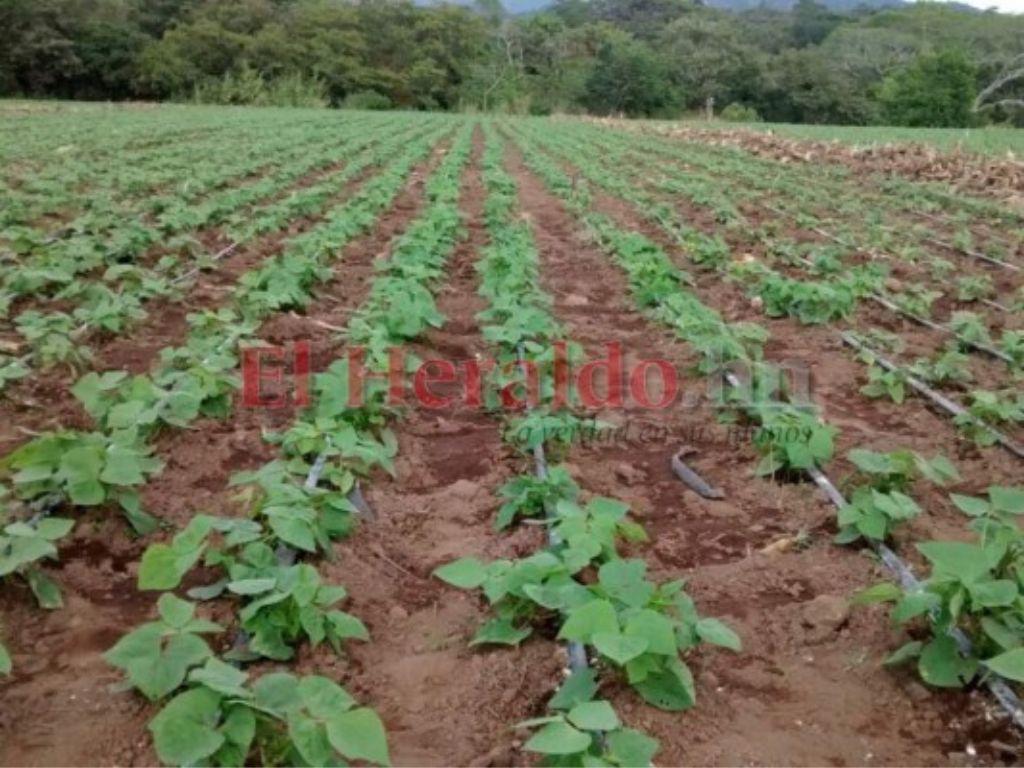 Más de 11 mil hectáreas de tierra están invadidas por campesinos en Honduras