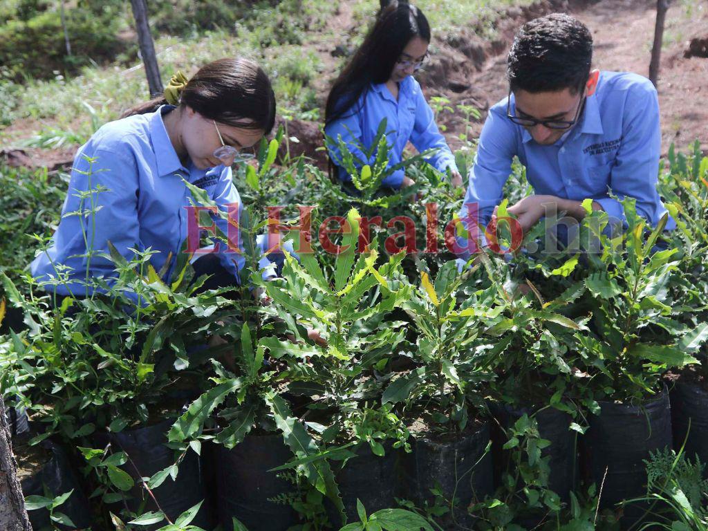 $!Aunque la regional de la Unag en Tomalá recién empieza a funcionar, los estudiantes ya estudian nuevas variedades de cultivo para la región.