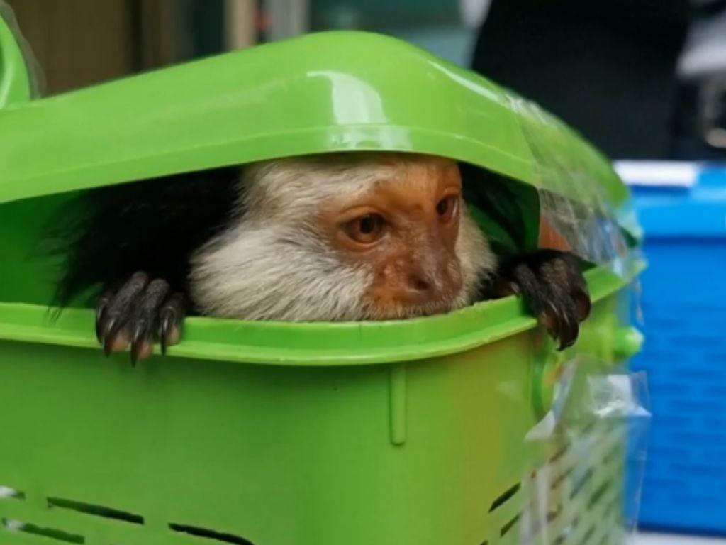 Detienen en aeropuerto de Tailandia a un hombre con 17 animales en sus maletas