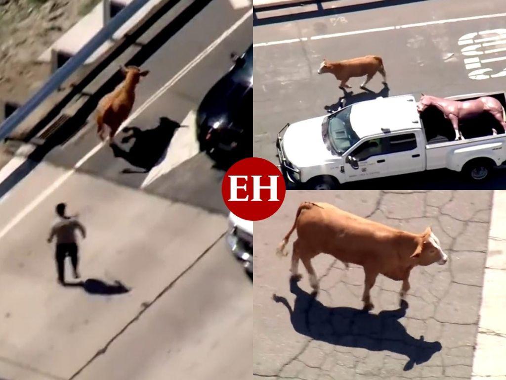Una vaca fugitiva detiene el tráfico en autopista de California
