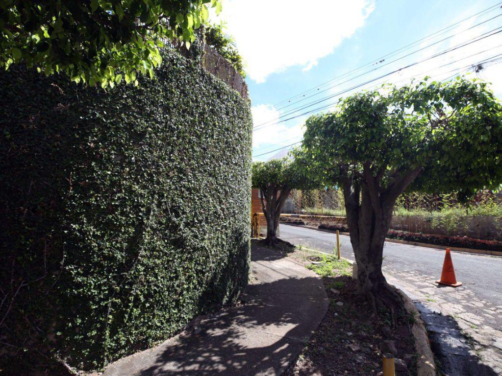 Muros verdes, la ruta hacia una ciudad más sostenible