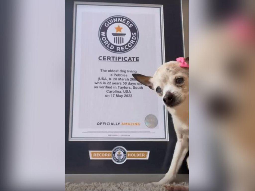 El perro más viejo del mundo murió a los 22 años en EEUU