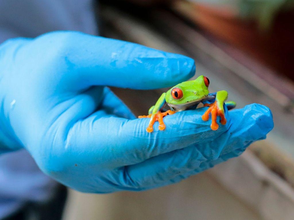 Ranas, boas y arañas por correo, el negocio de exportación de animales en Nicaragua
