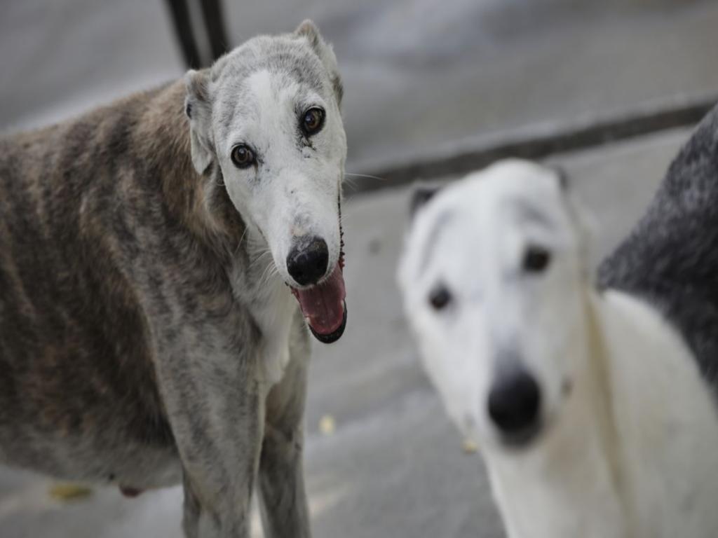 En Estados Unidos está de moda hacer pruebas de ADN a los perros En Estados Unidos está de moda hacer pruebas de ADN a los perros