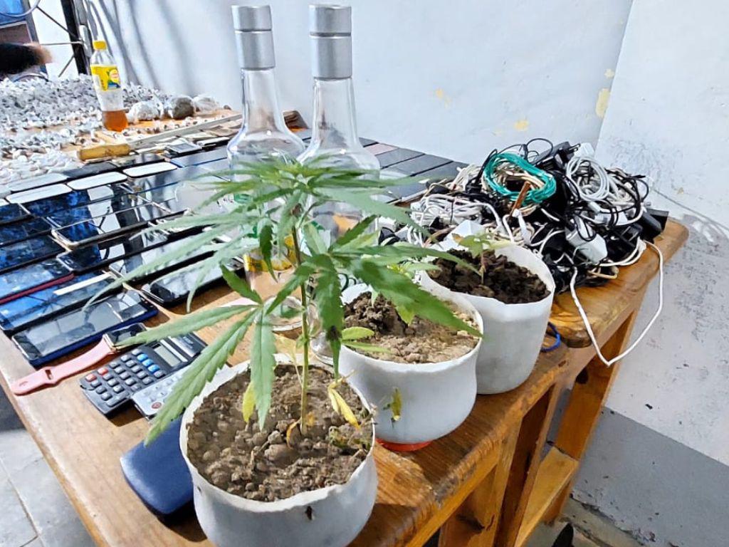 $!Hasta plantaciones de marihuana han encontrado en las cárceles.
