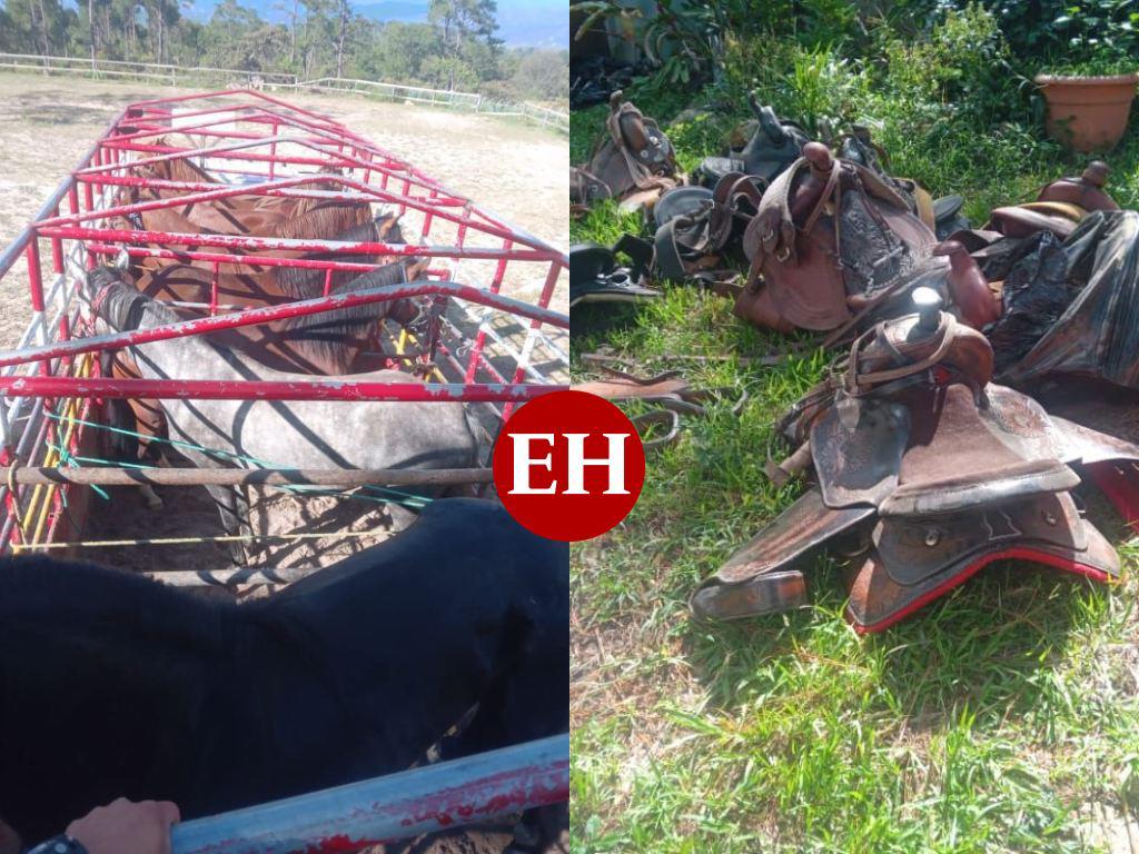 Hermano de un diputado de Libre en Copán compró los caballos que eran de JOH