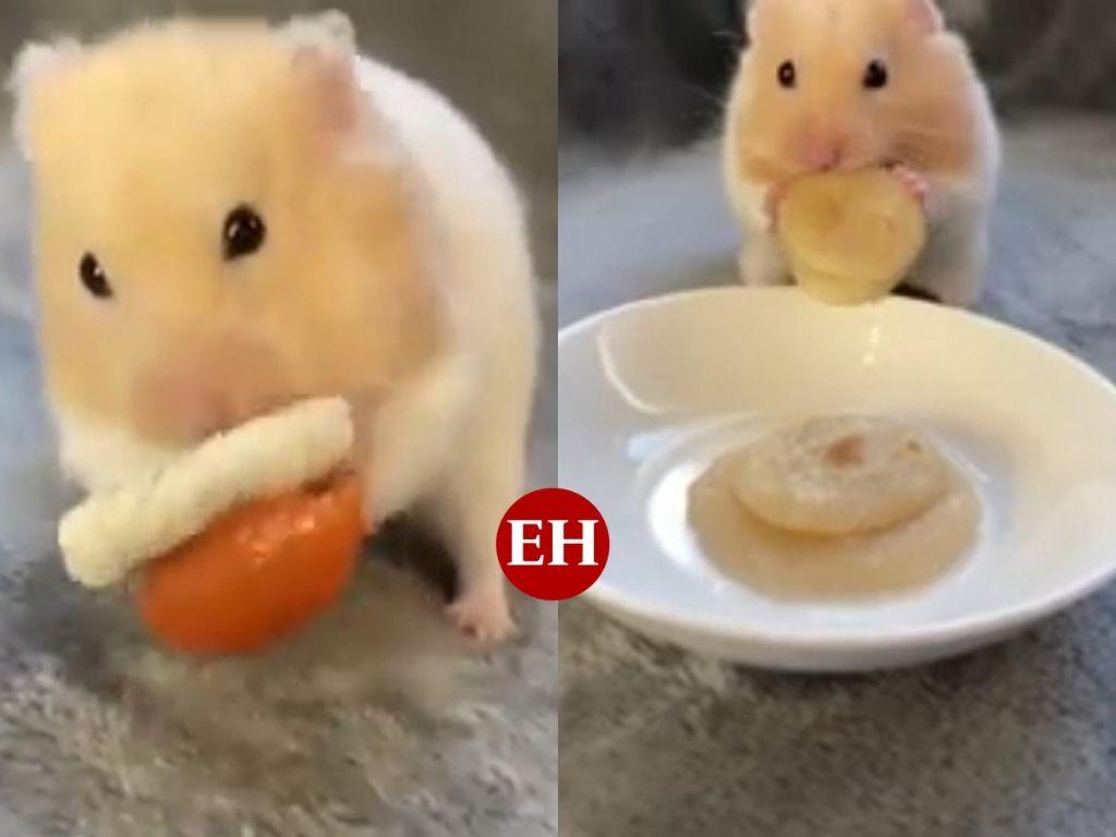 ‘Señor Malvavisco’: el famoso hámster que come platos gourmet en miniatura