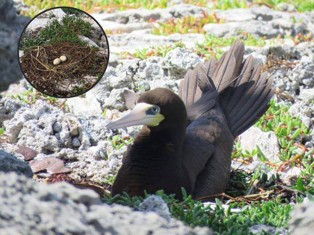 $!El pájaro alcatraz café es uno de los que llega a reproducirse a las Islas del Cisne.