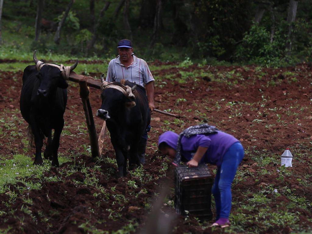 $!Don Saúl lamentó que existe poco apoyo del gobierno a los agricultores y Banadesa no es una opción para ellos, mejor buscan a prestamistas no bancarios.