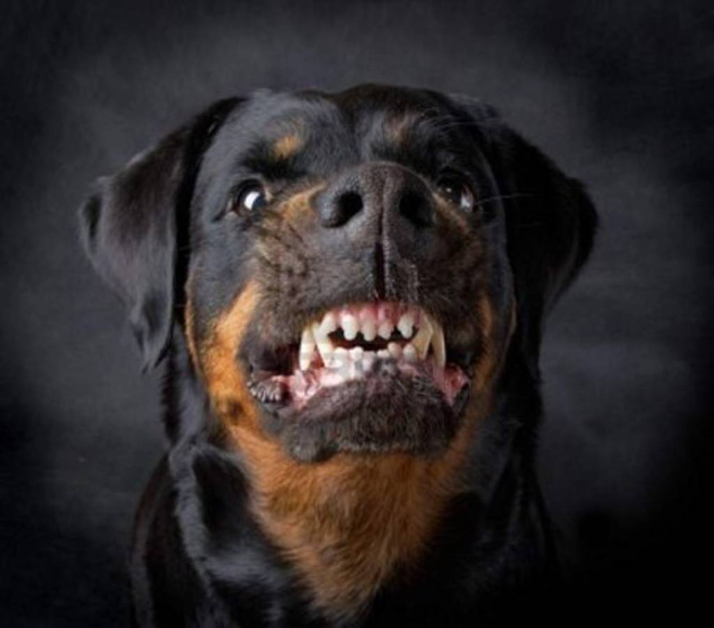 ¿Por qué atacan los rottweiler?