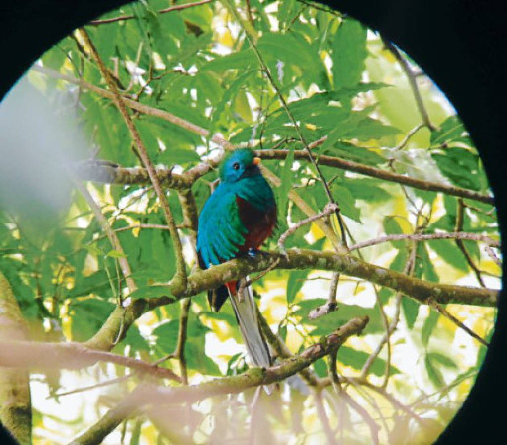 Honduras: El exótico mundo de las aves