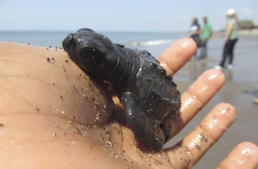 FOTOS: Así se protege la vida las tortugas golfinas en las playas del sur de Honduras