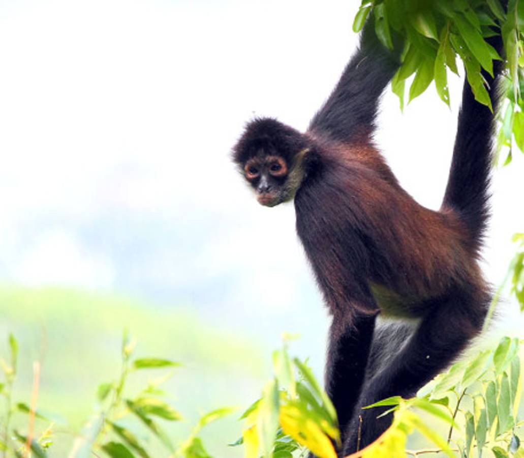 Honduras, paraíso para observadores de aves