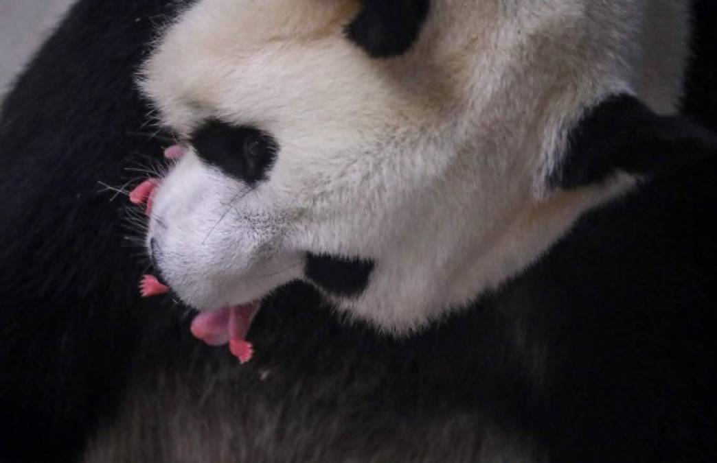 FOTOS: Los hermosos pandas gigantes gemelos que nacieron en Bélgica