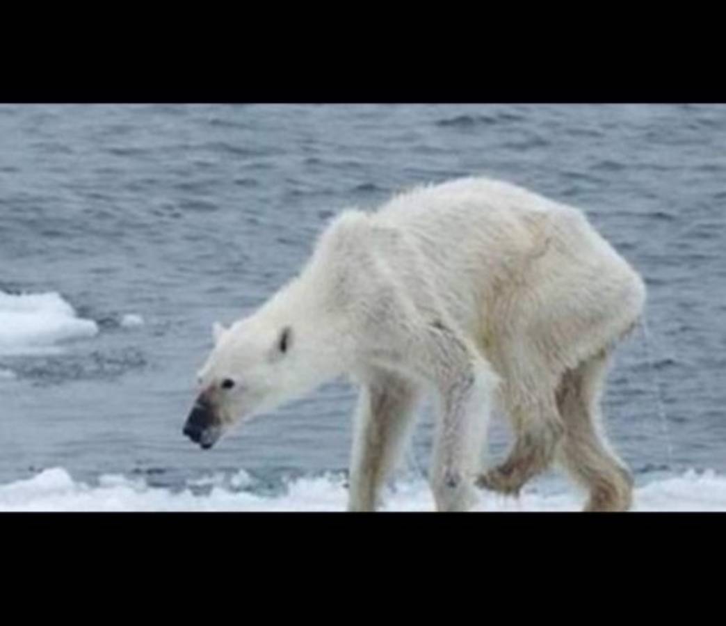 Osos polar desnutrido