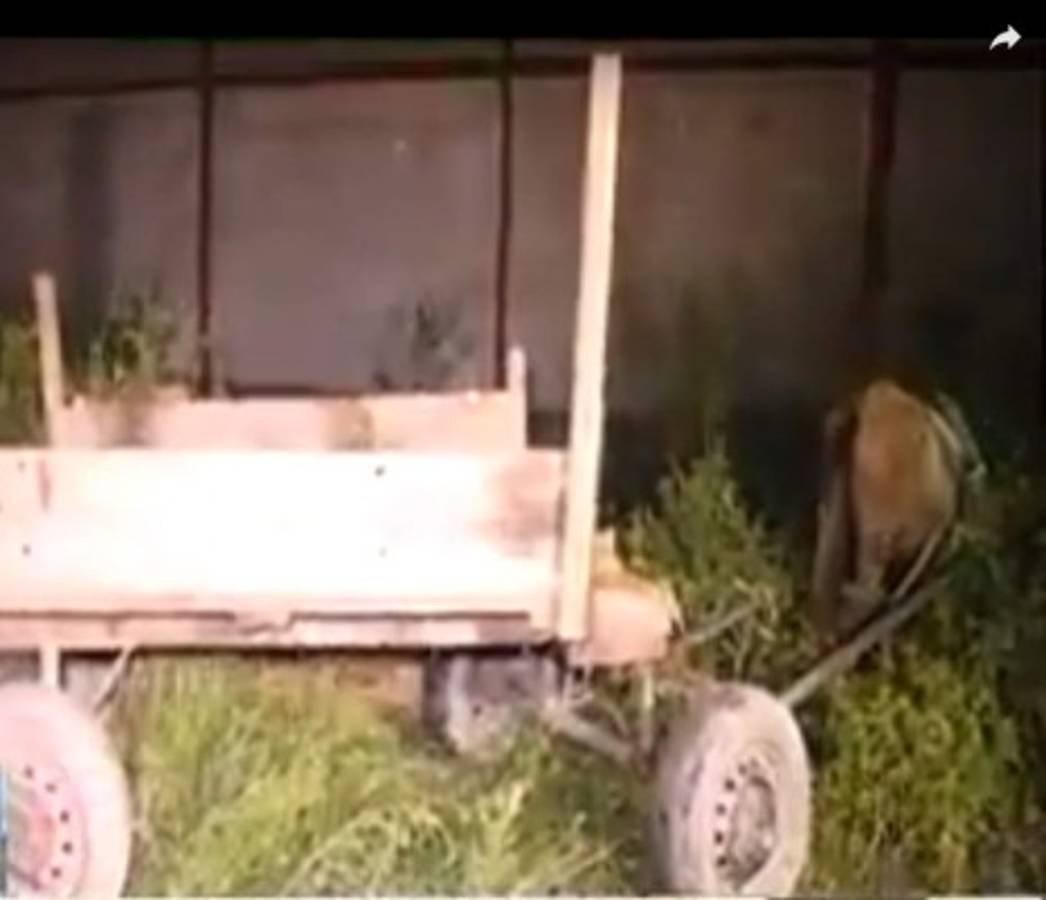 Encuentran cuerpos de tres hombres en colonia Municipal de San Pedro Sula