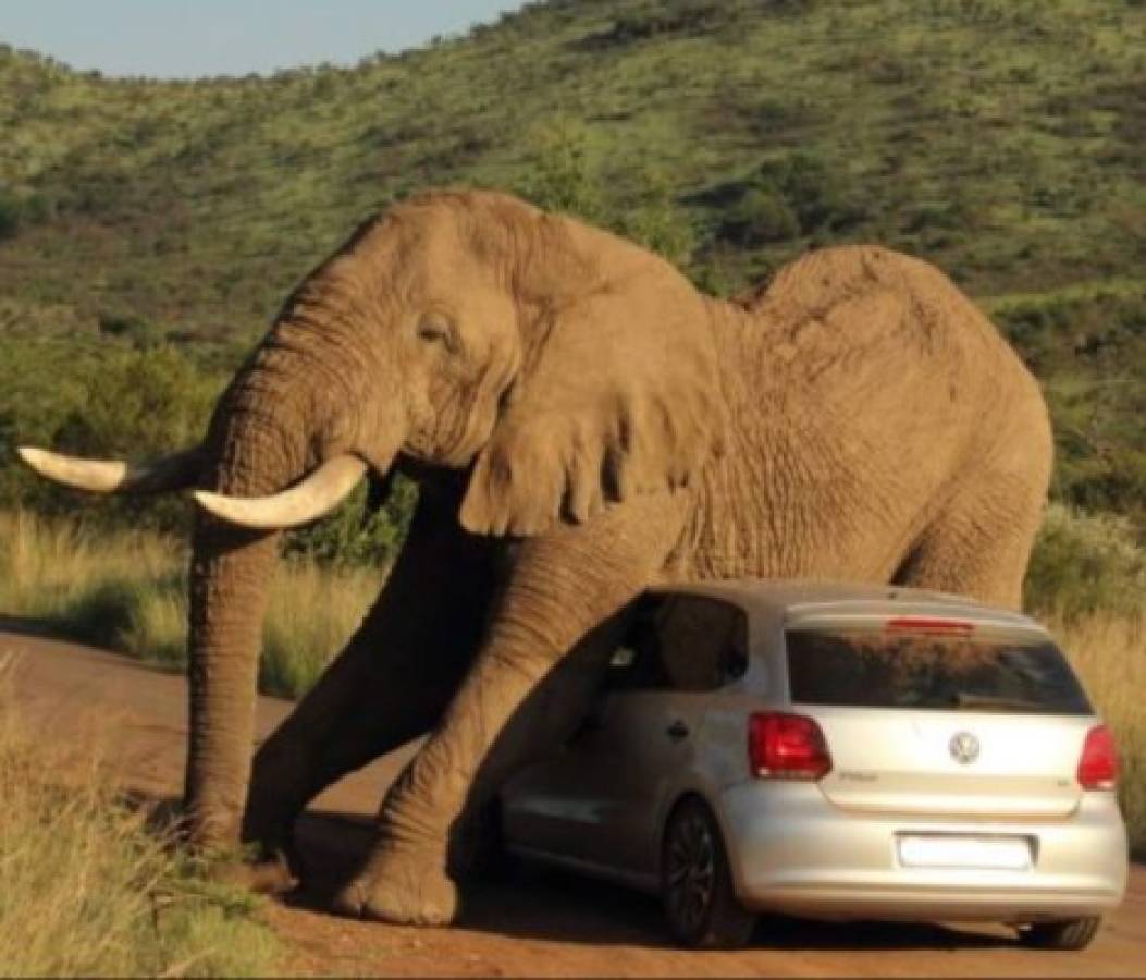 Elefante en celo