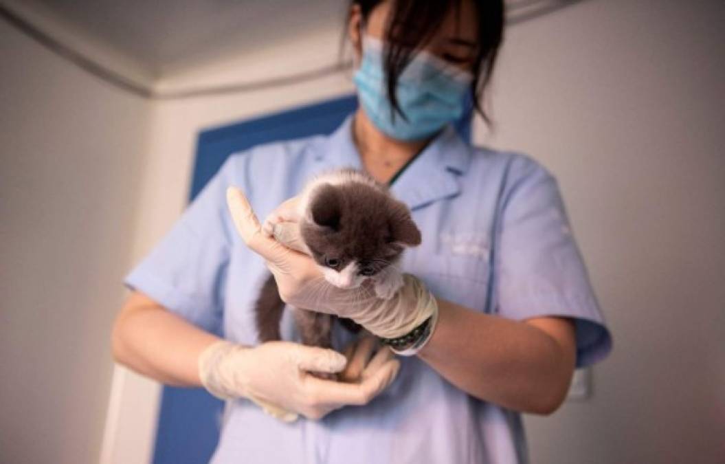 FOTOS: Así es Ajo, el primer gatito clonado en China