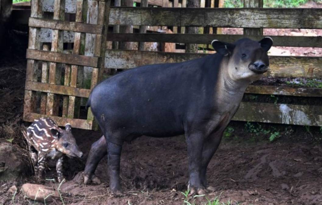 FOTOS: Joya Grande, un zoológico que sufre por falta de recursos económicos