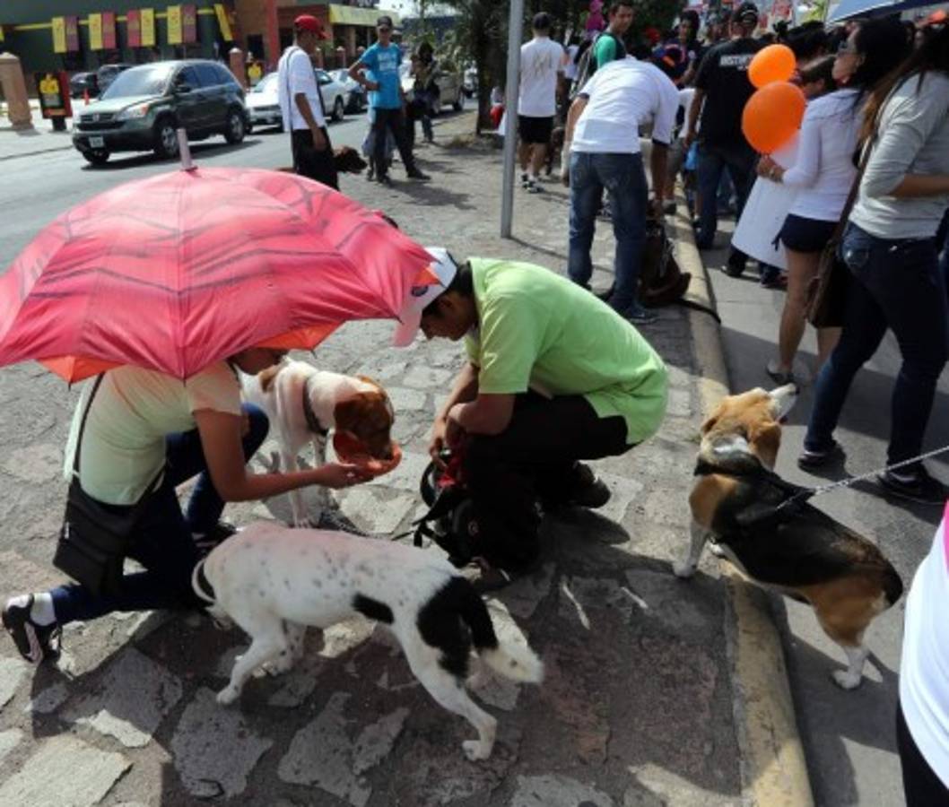 Honduras: Exigen protección para sus fieles amigos