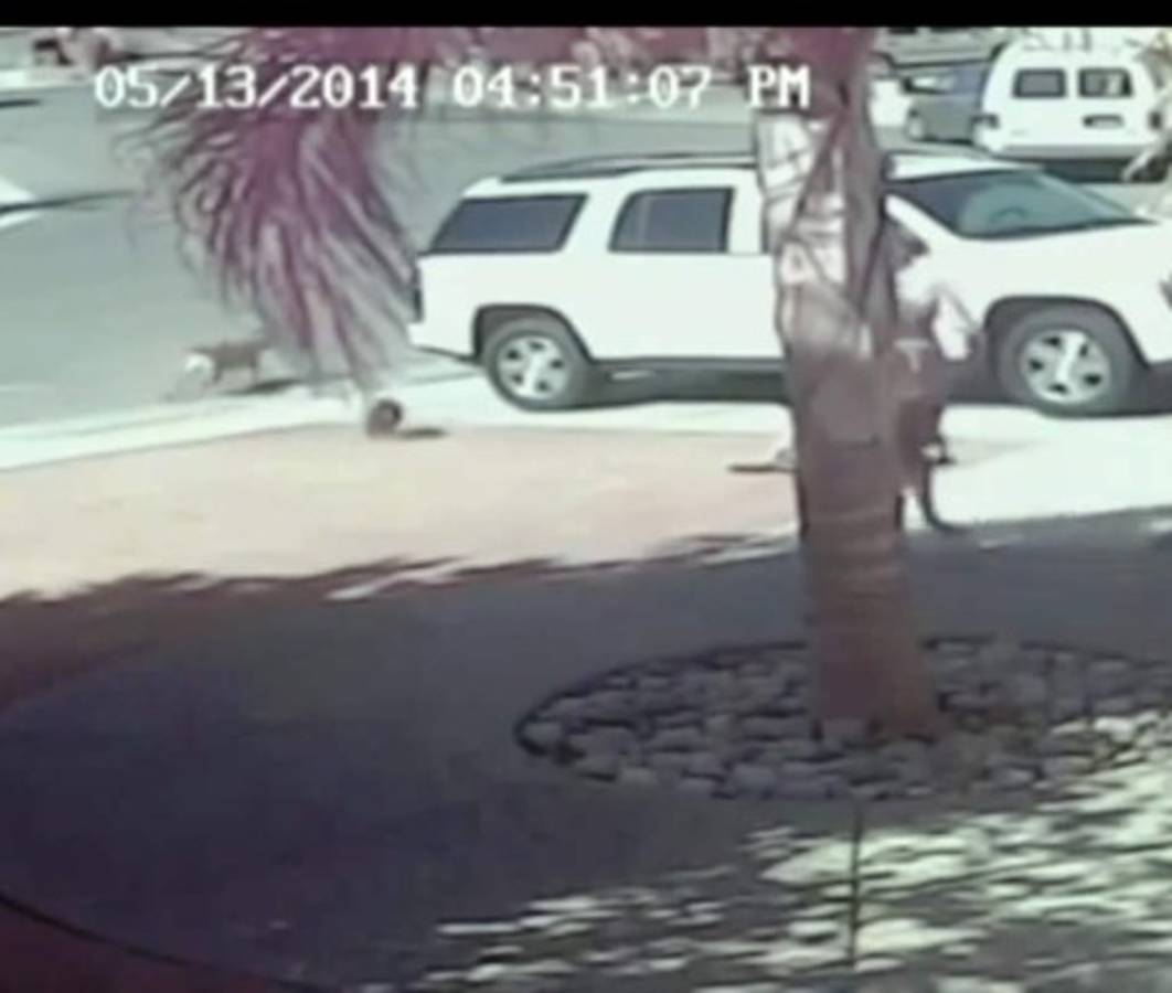 El gato que rescató a un niño del ataque de un perro furioso
