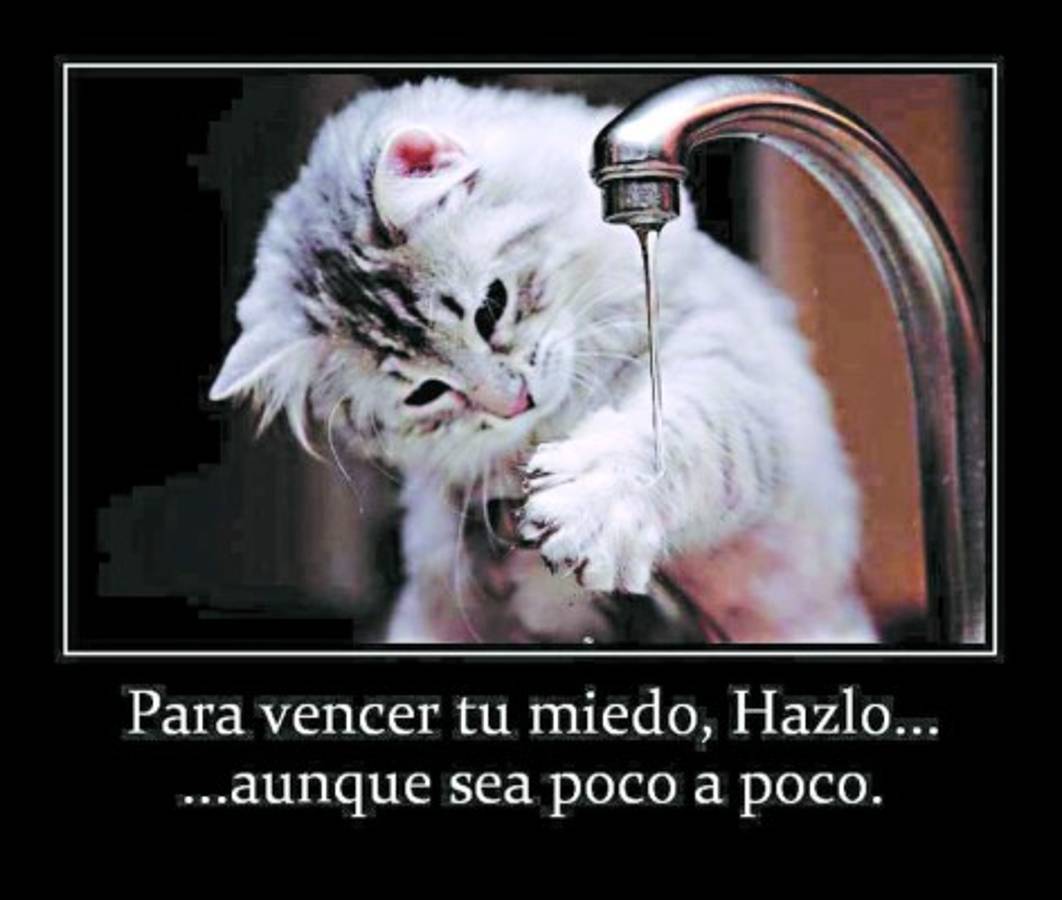 Acá están los mejores catrachistes