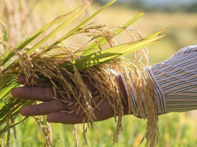 El manejo de plagas aseguran una poscosecha eficiente gracias al control de la SAG-Dicta.