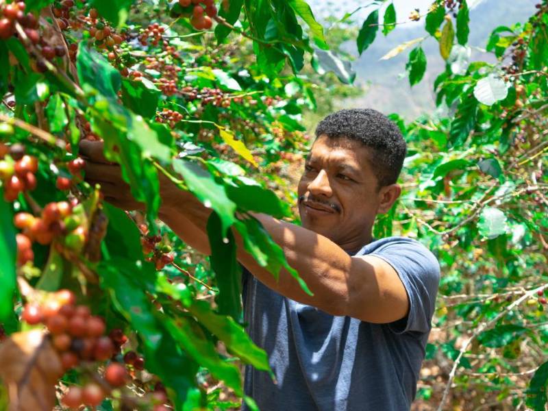 Los pequeños productores de café que participan en el proyecto para crear la central de información podrán acceder a financiamiento en el sistema financiero hondureño.