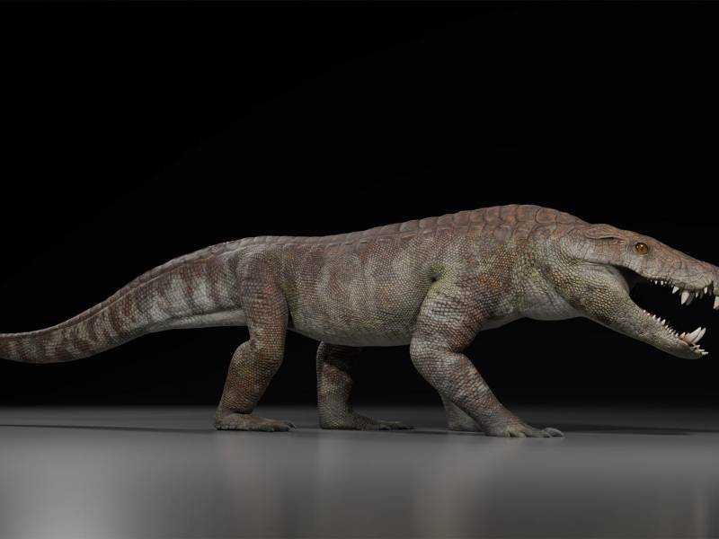 Reconstrucción de Kostensuchus, gran cocodrilo terrestre. (Gabriel Diaz Yanten)