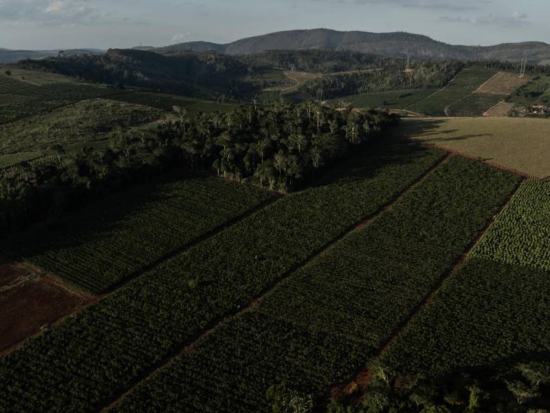 Una finca cafetalera en Vila Valerio, Brasil. Patronescambiantes de lluvia han afectado la producción.