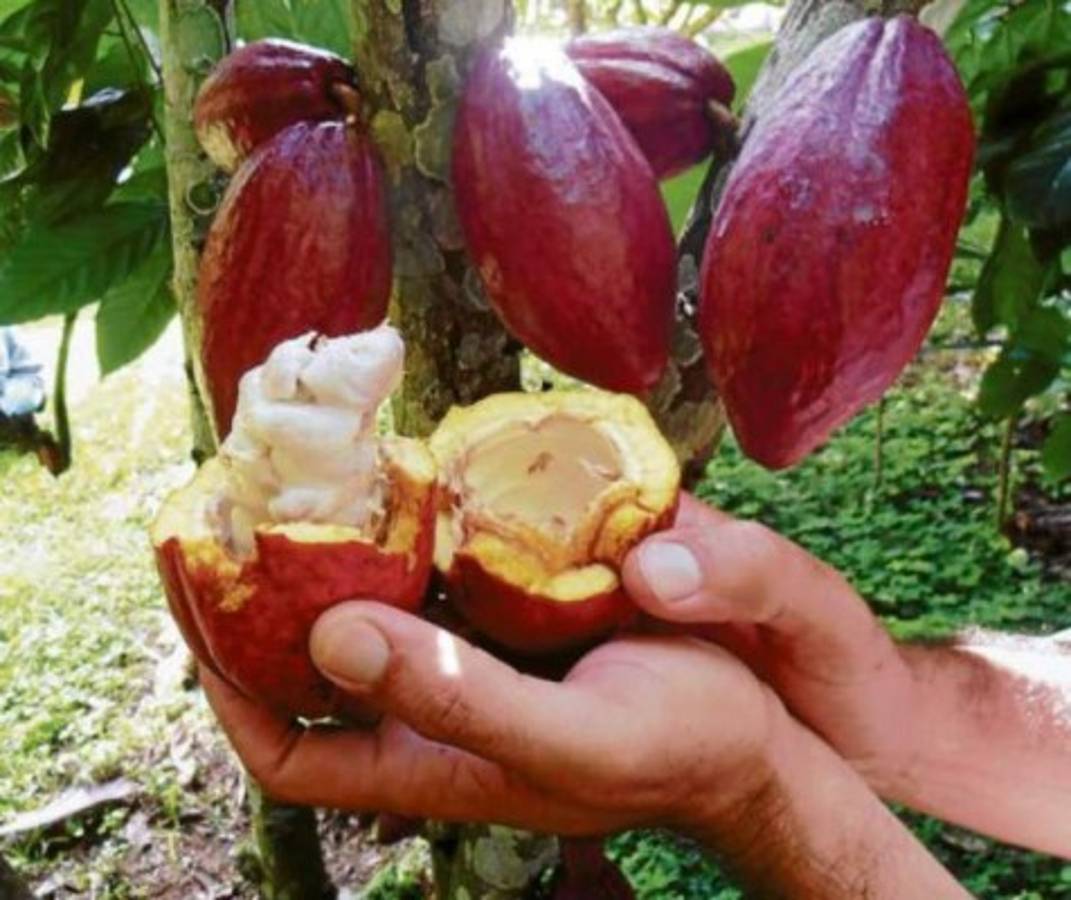 Destinarán $4.9 millones para beneficiar a productores de cacao
