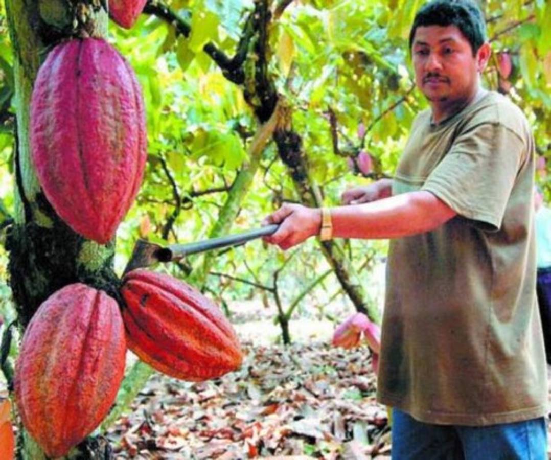 Destinarán $4.9 millones para beneficiar a productores de cacao