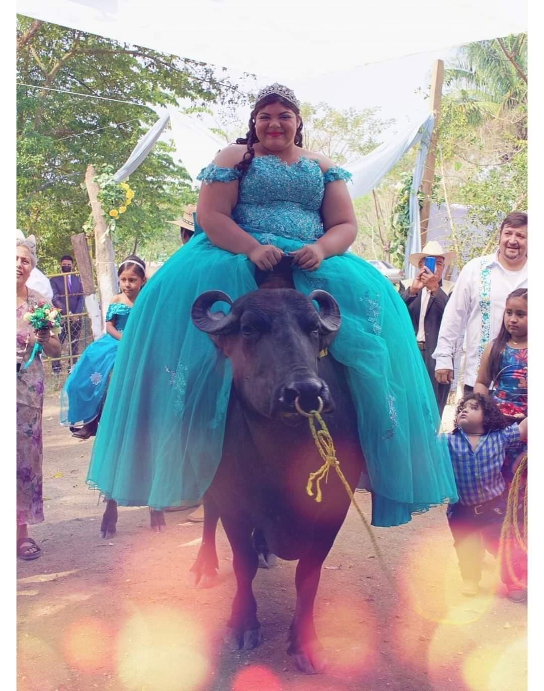 Quinceañera se vuelve viral por llegar sobre un búfalo a su fiesta